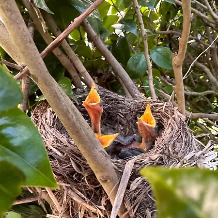 Azor International I Lägenhet *