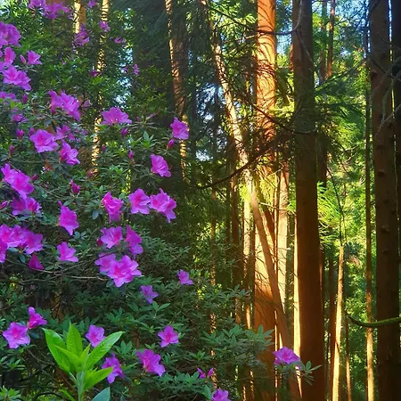 Lägenhet Azor International I Ponta Delgada