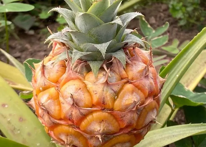 דירה Azor International I