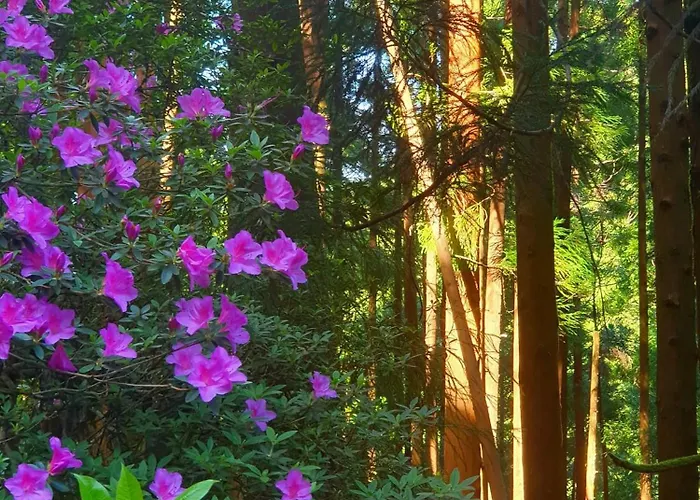 דירה Azor International I Ponta Delgada