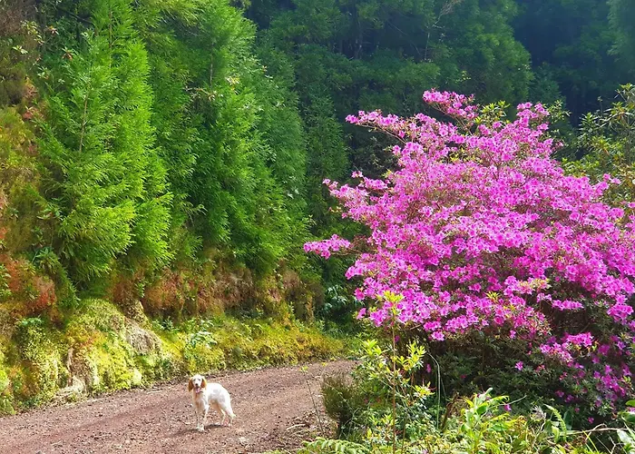 Azor International I *