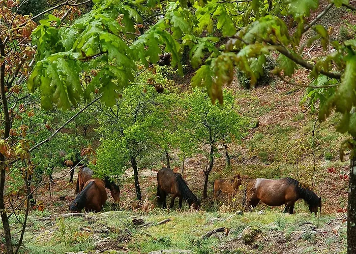 Azor International I Ponta Delgada