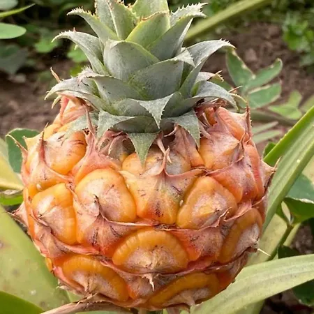 Apartamento Azor International I