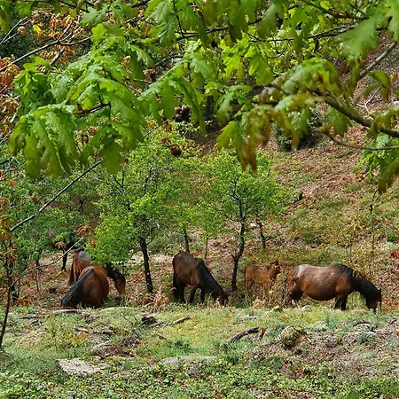 Azor International I Ponta Delgada